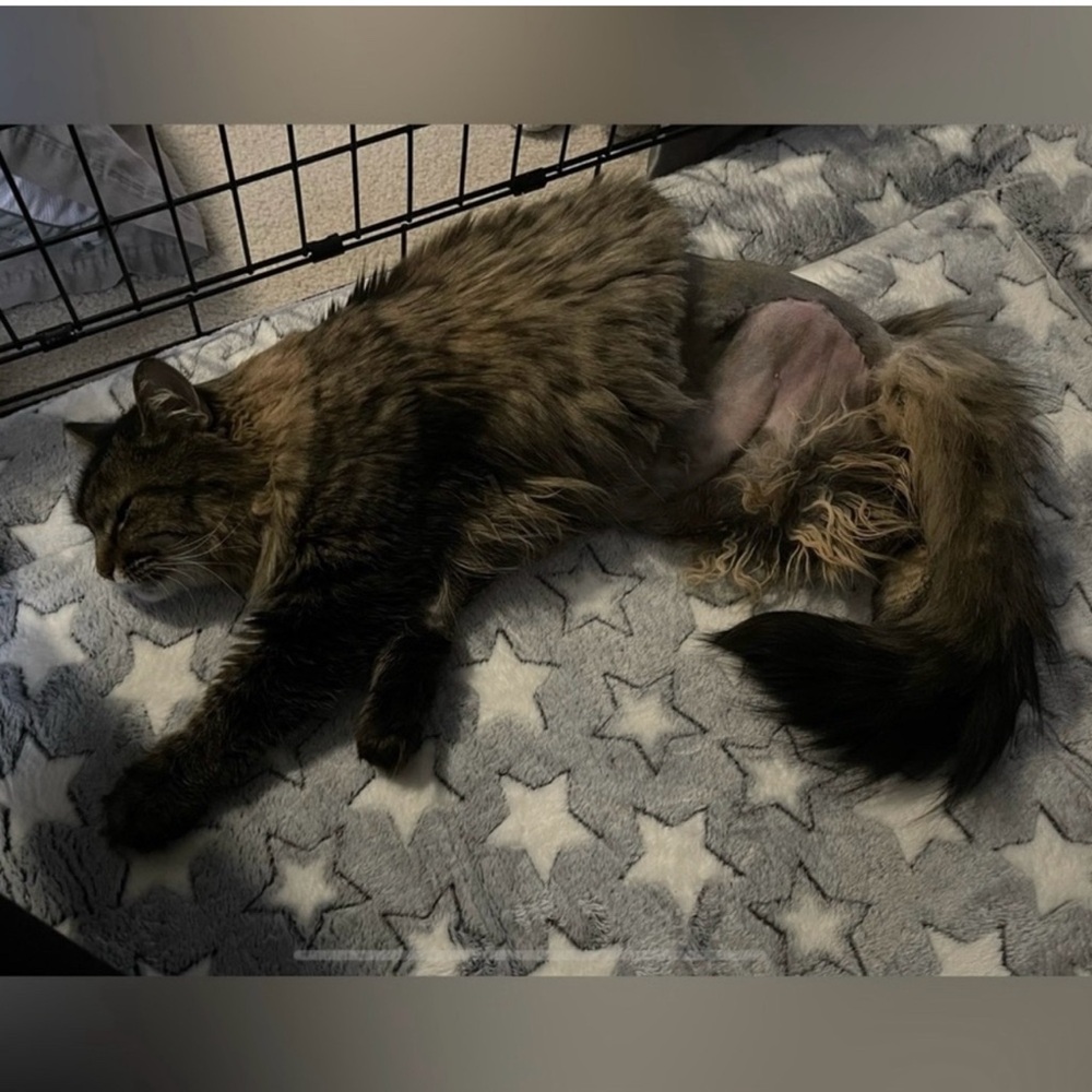 Pink Cut Out Jumpsuit - Picture 5 of 9